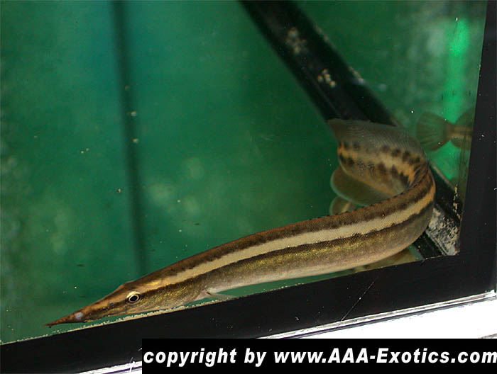 Macrognathus lineatomaculatus